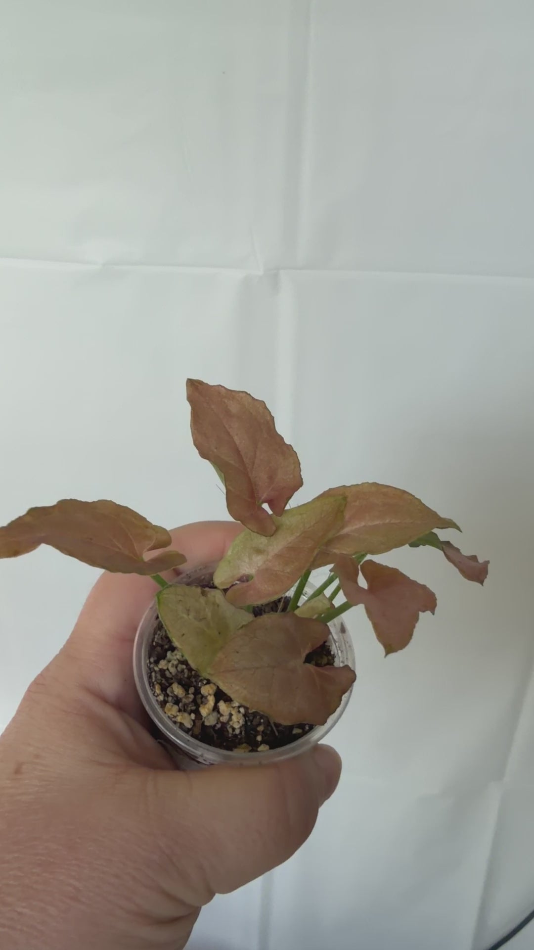 Syngonium Robusta