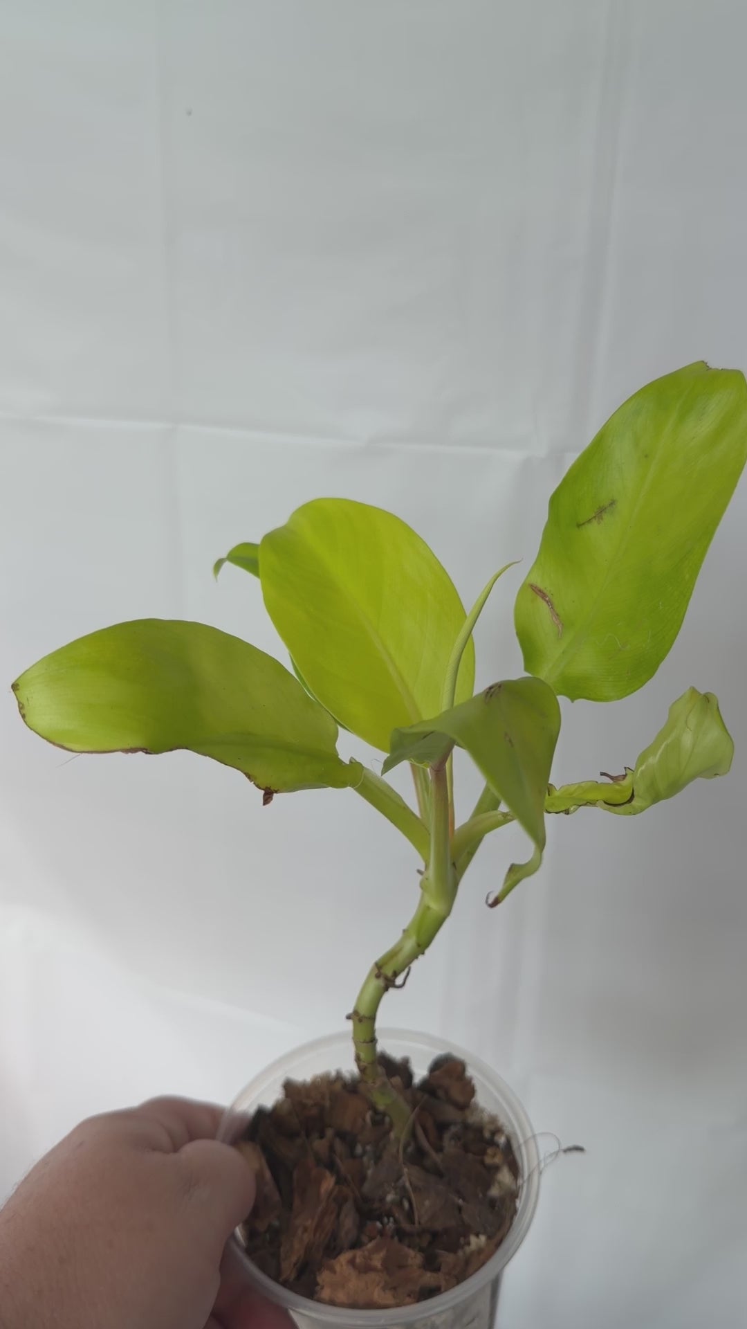 Moonlight Philodendron