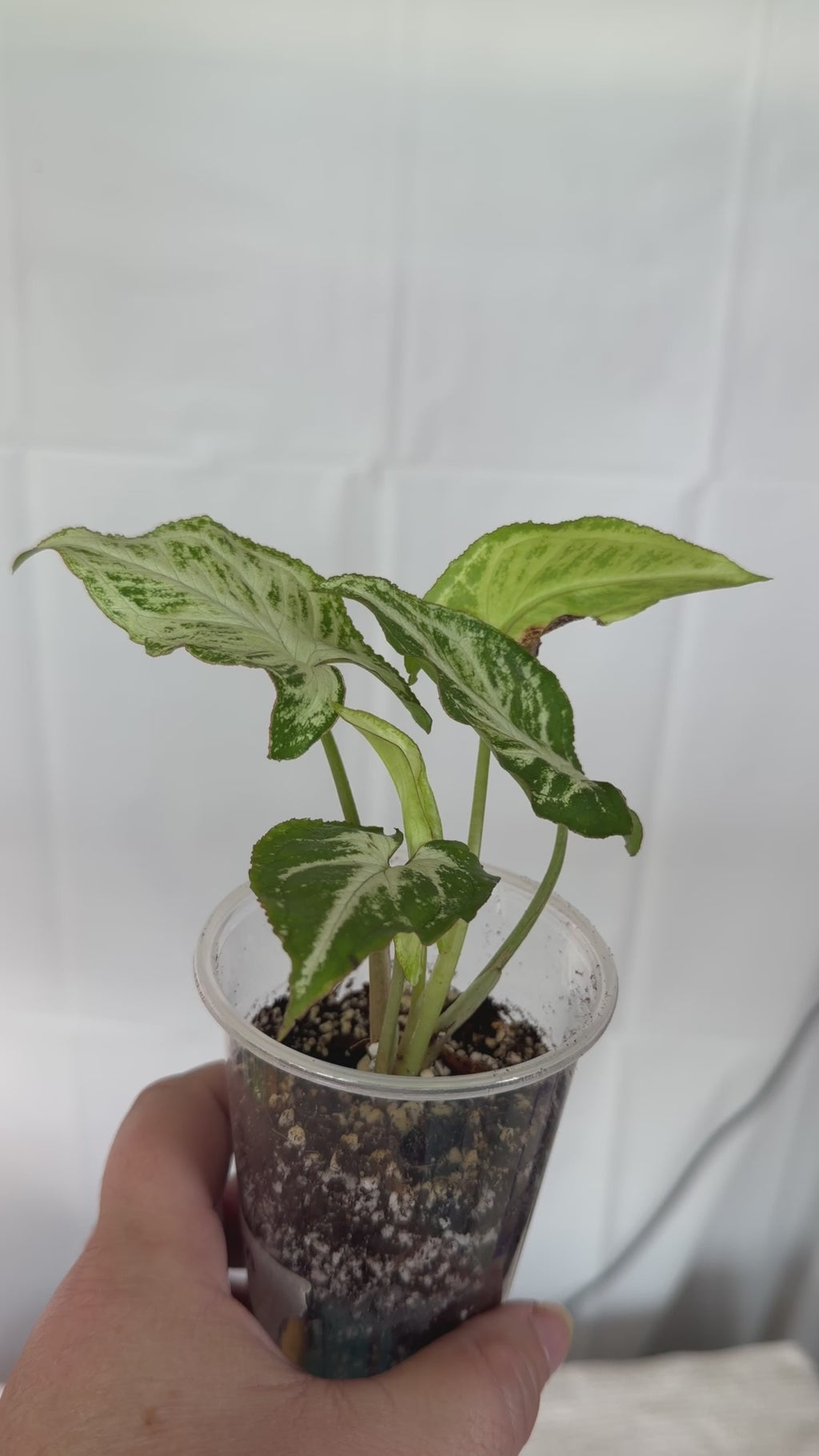 Syngonium Randy