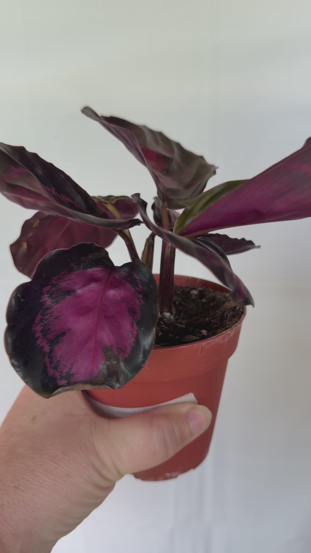 Calathea Crimson
