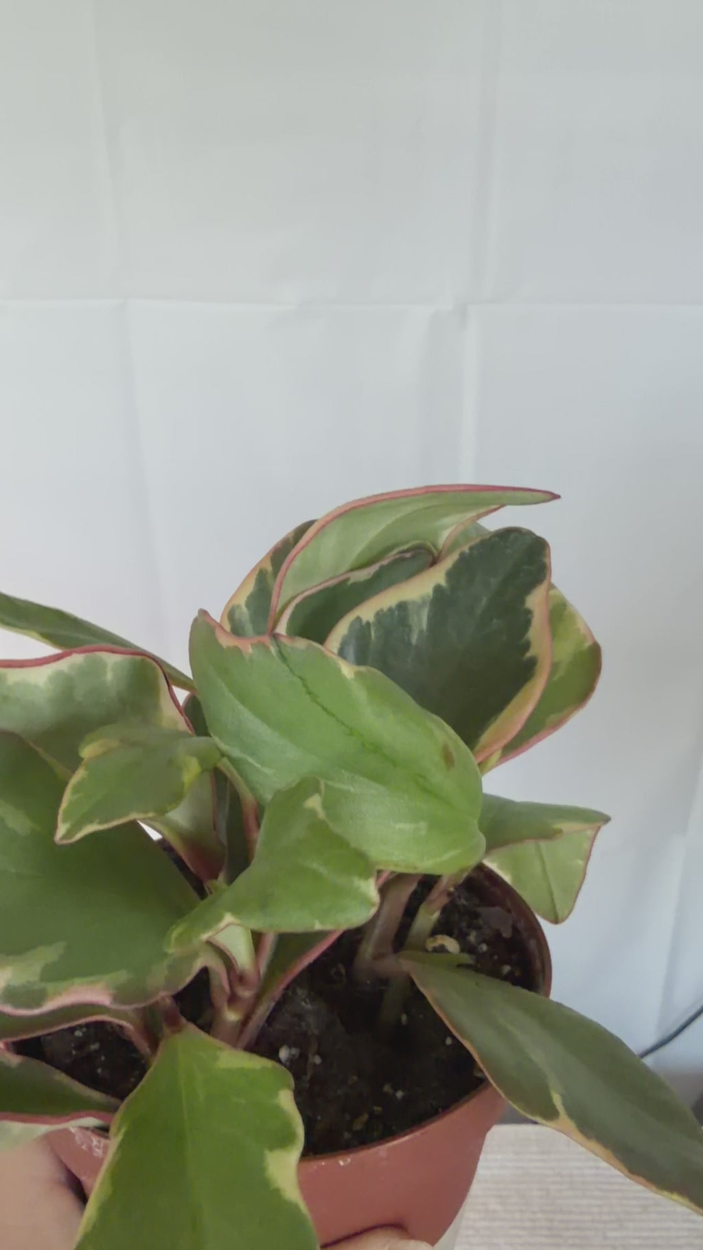 Peperomia Ginny