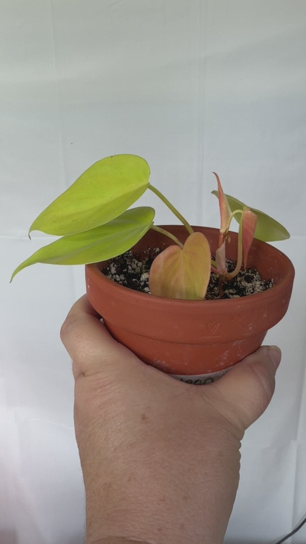 Philodendron Lemon