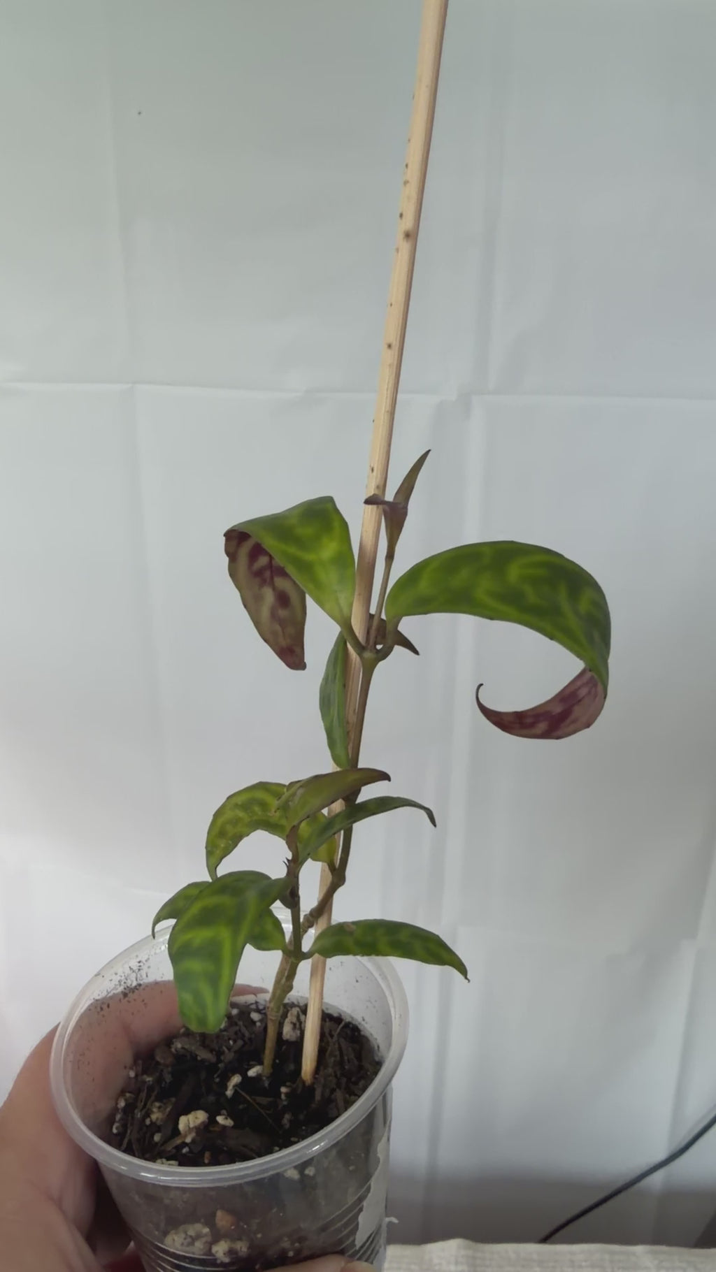 Black Pagoda Lipstick Plant