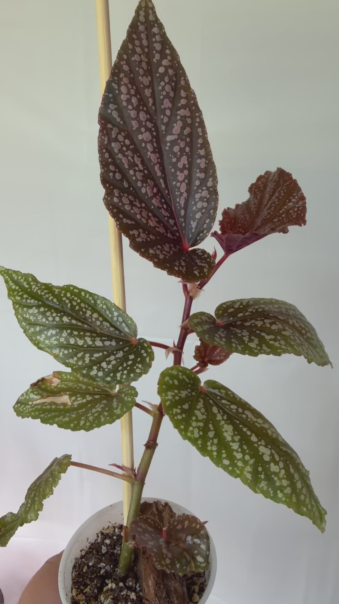 Cane Begonia