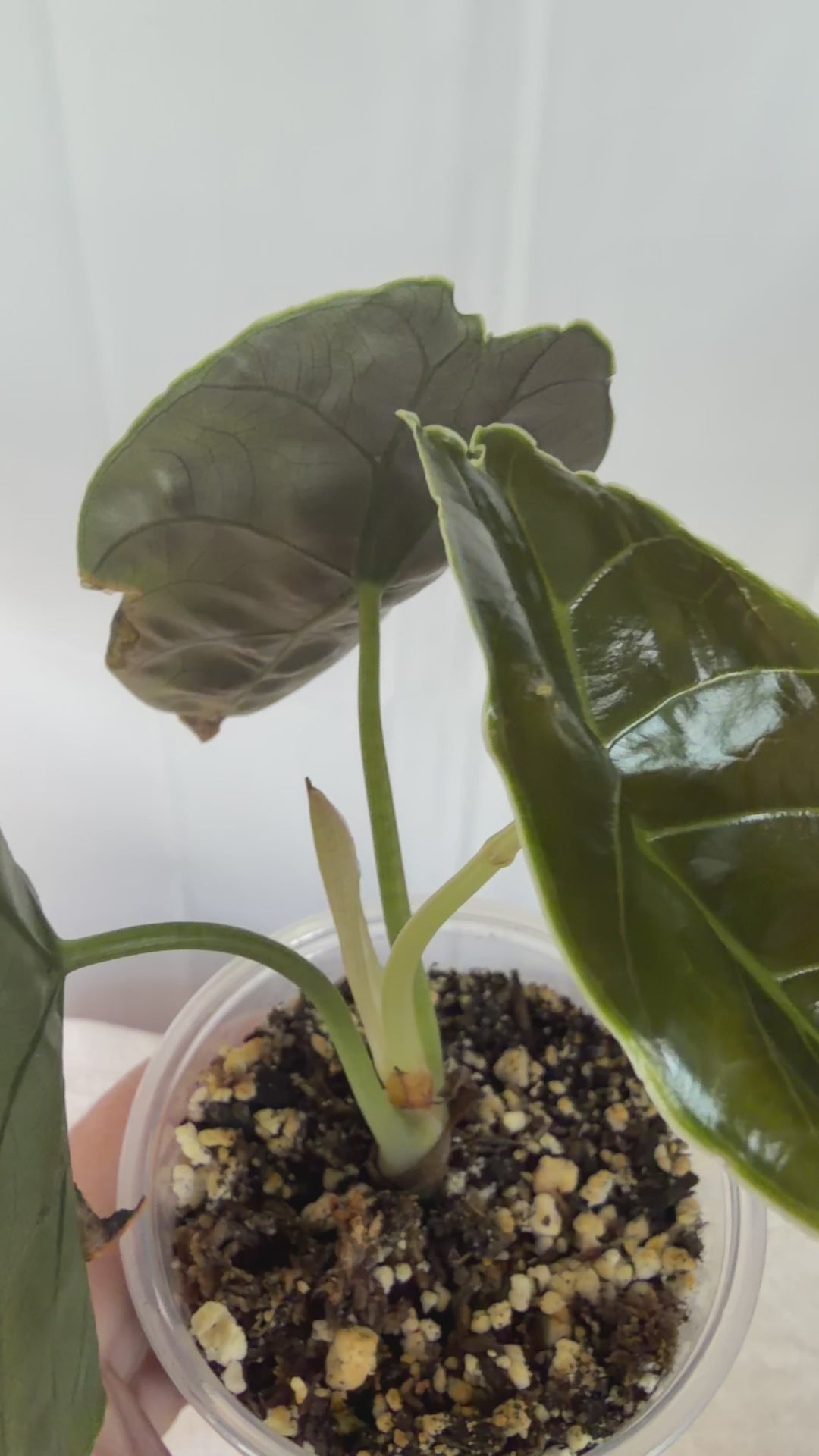 Alocasia Azlanii