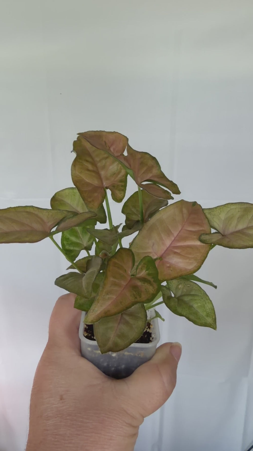 Syngonium Red Regina