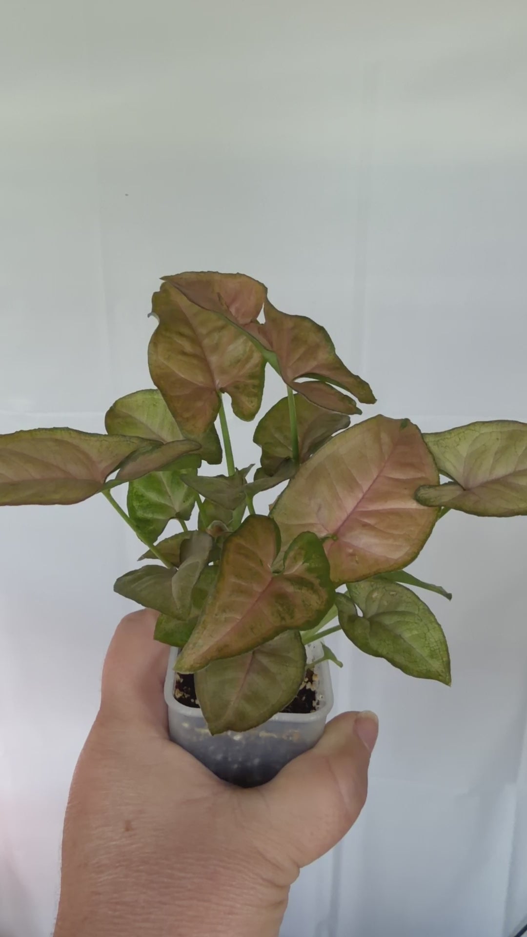 Syngonium Red Regina