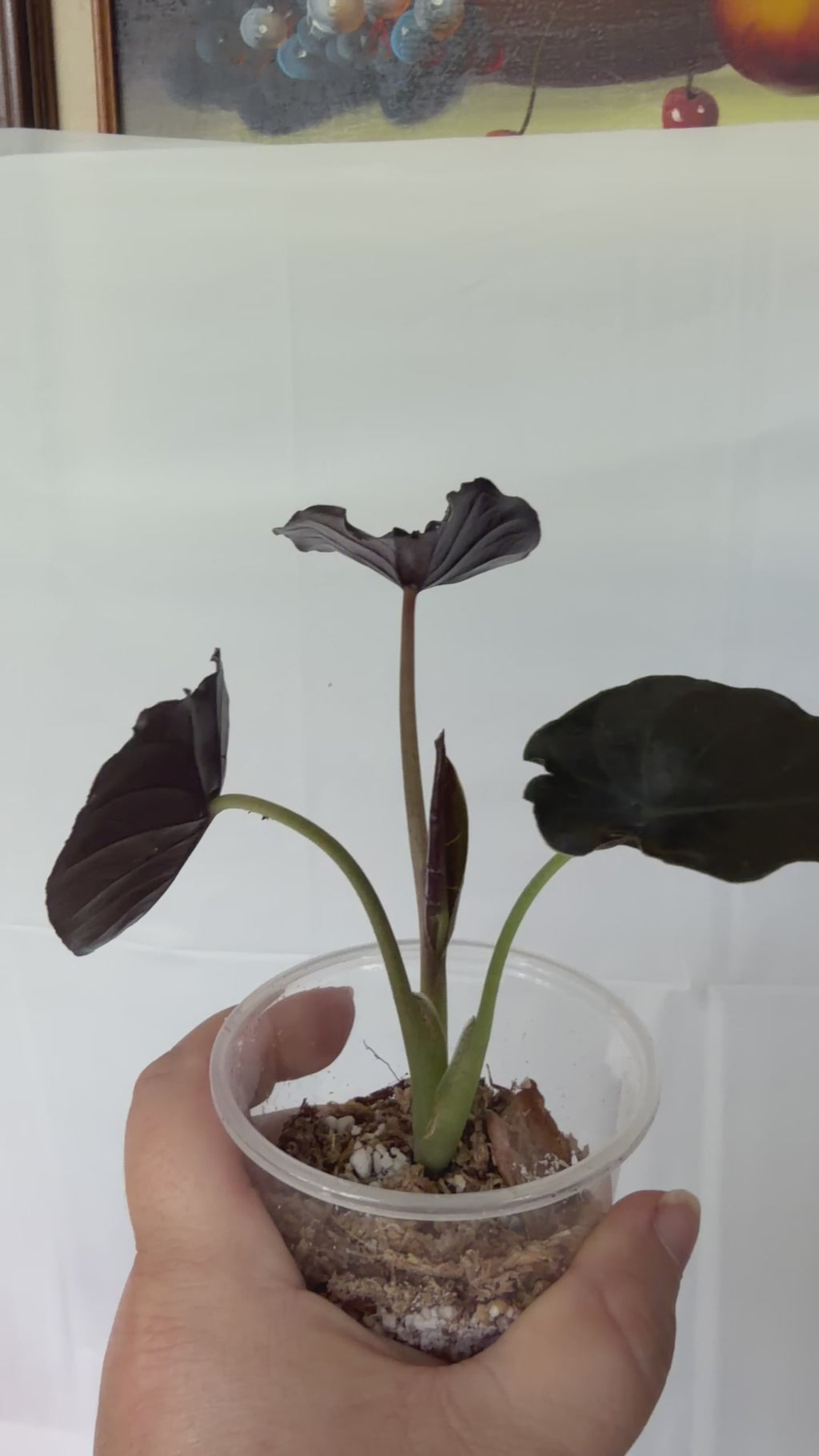 Alocasia Black Magic