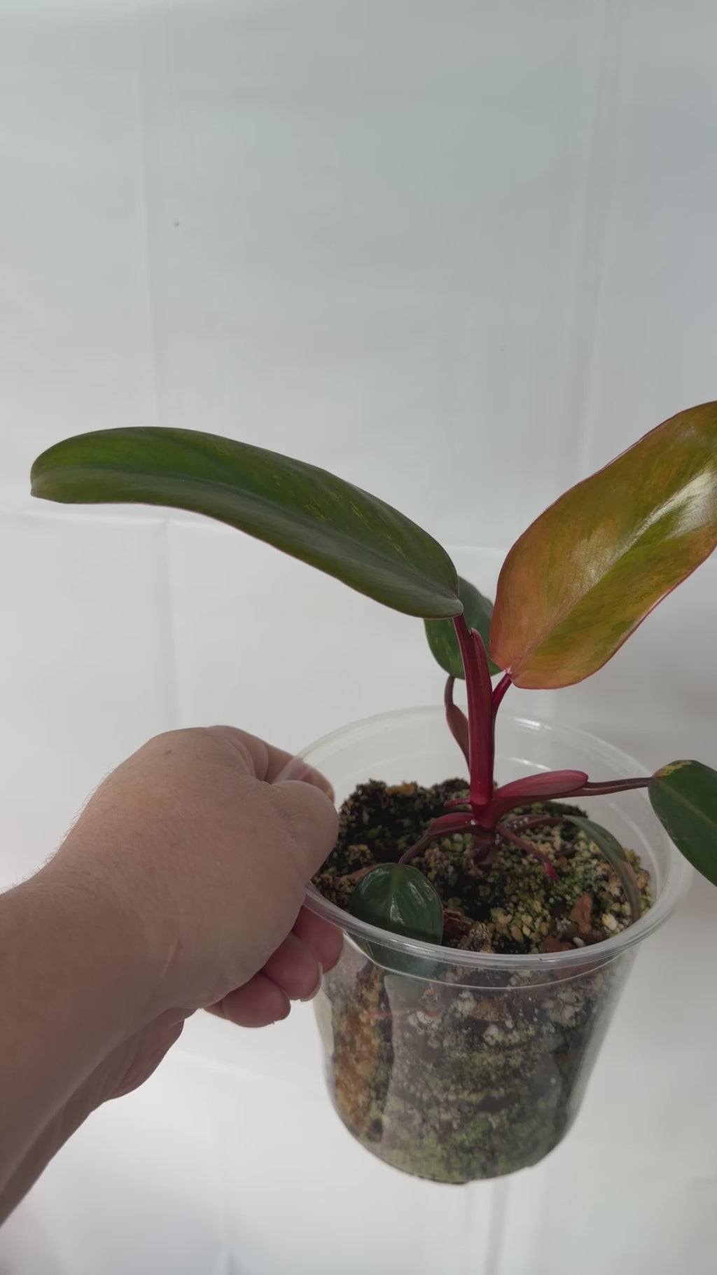 Philodendron Strawberry Shake
