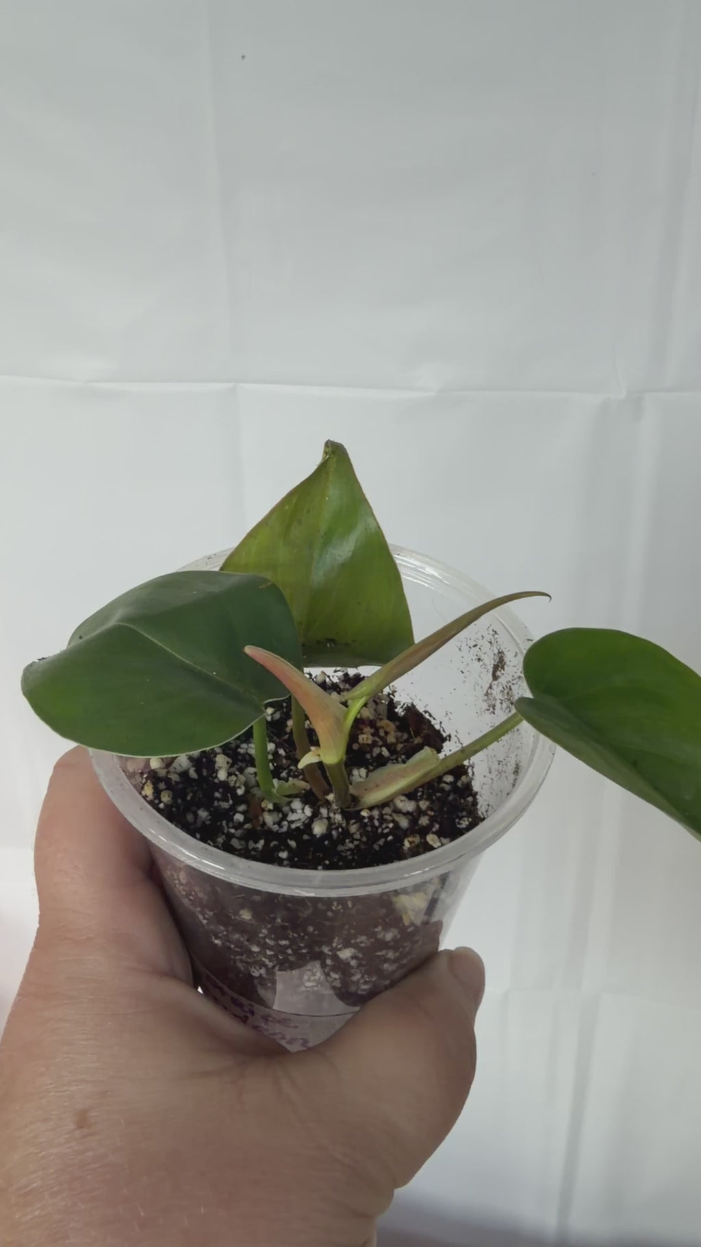 Silver Stripe Philodendron