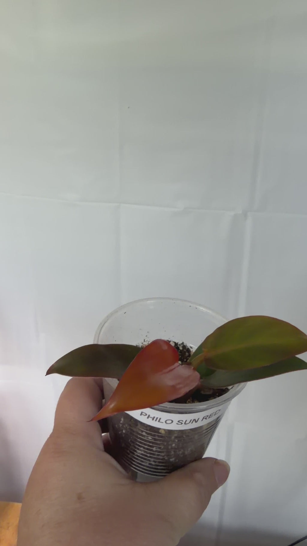 Philodendron Sun Red