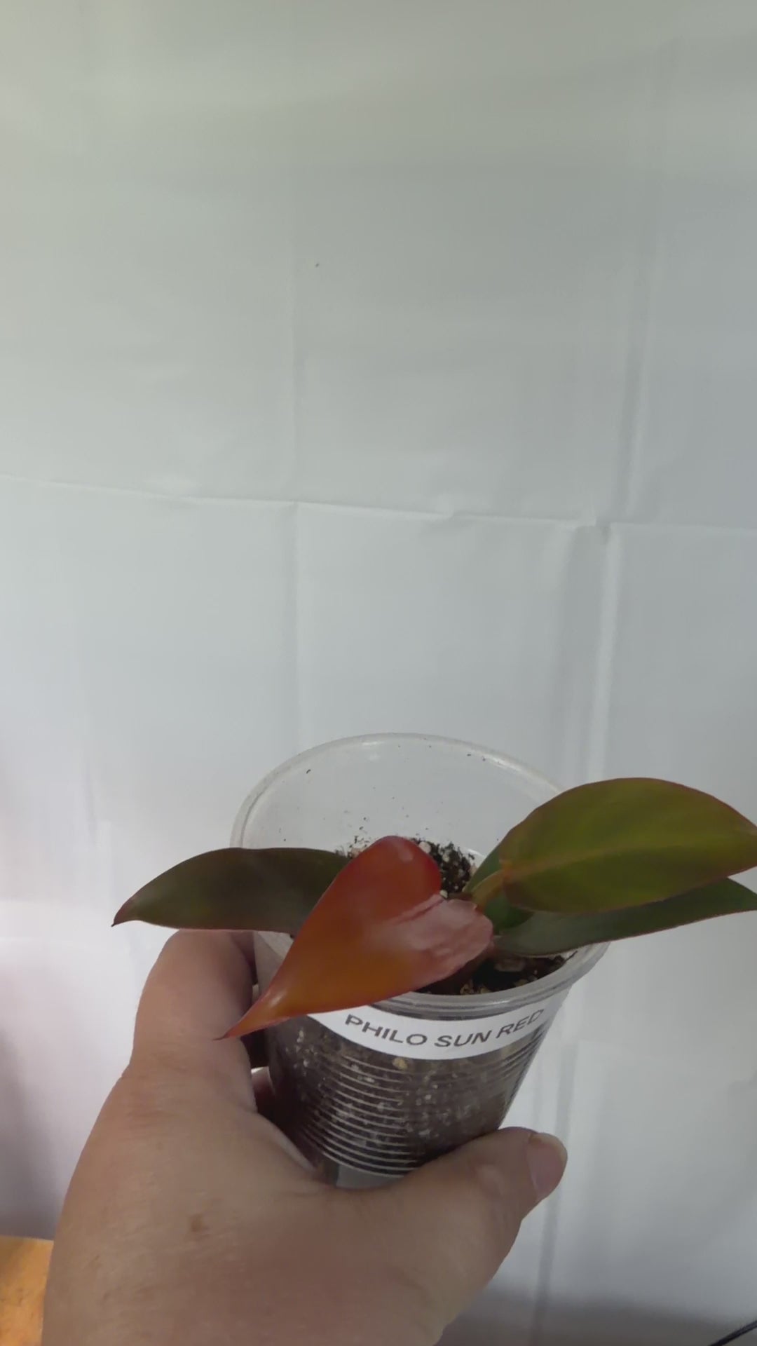 Philodendron Sun Red