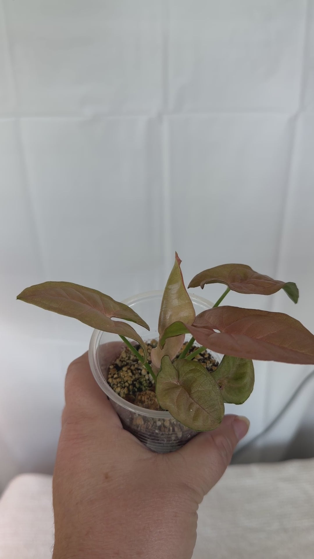 Syngonium Regina