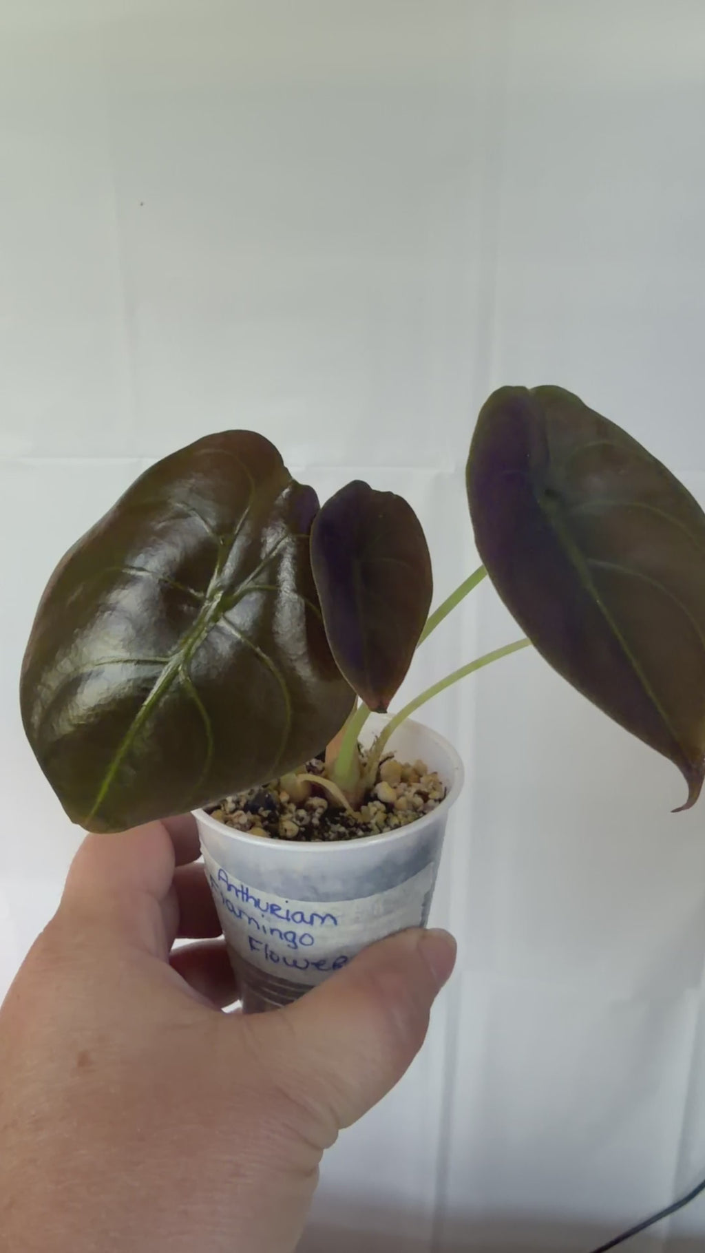 Anthurium Flamingo Flower