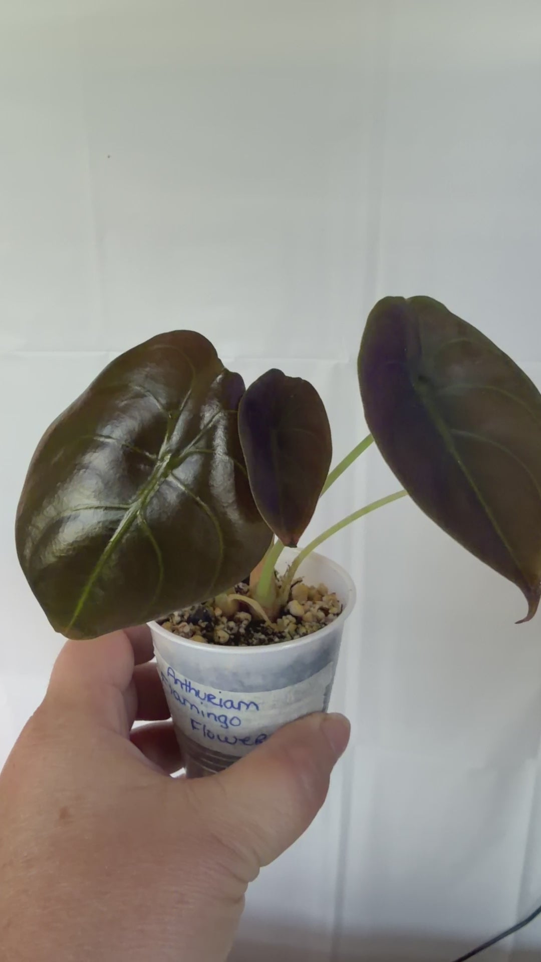 Anthurium Flamingo Flower