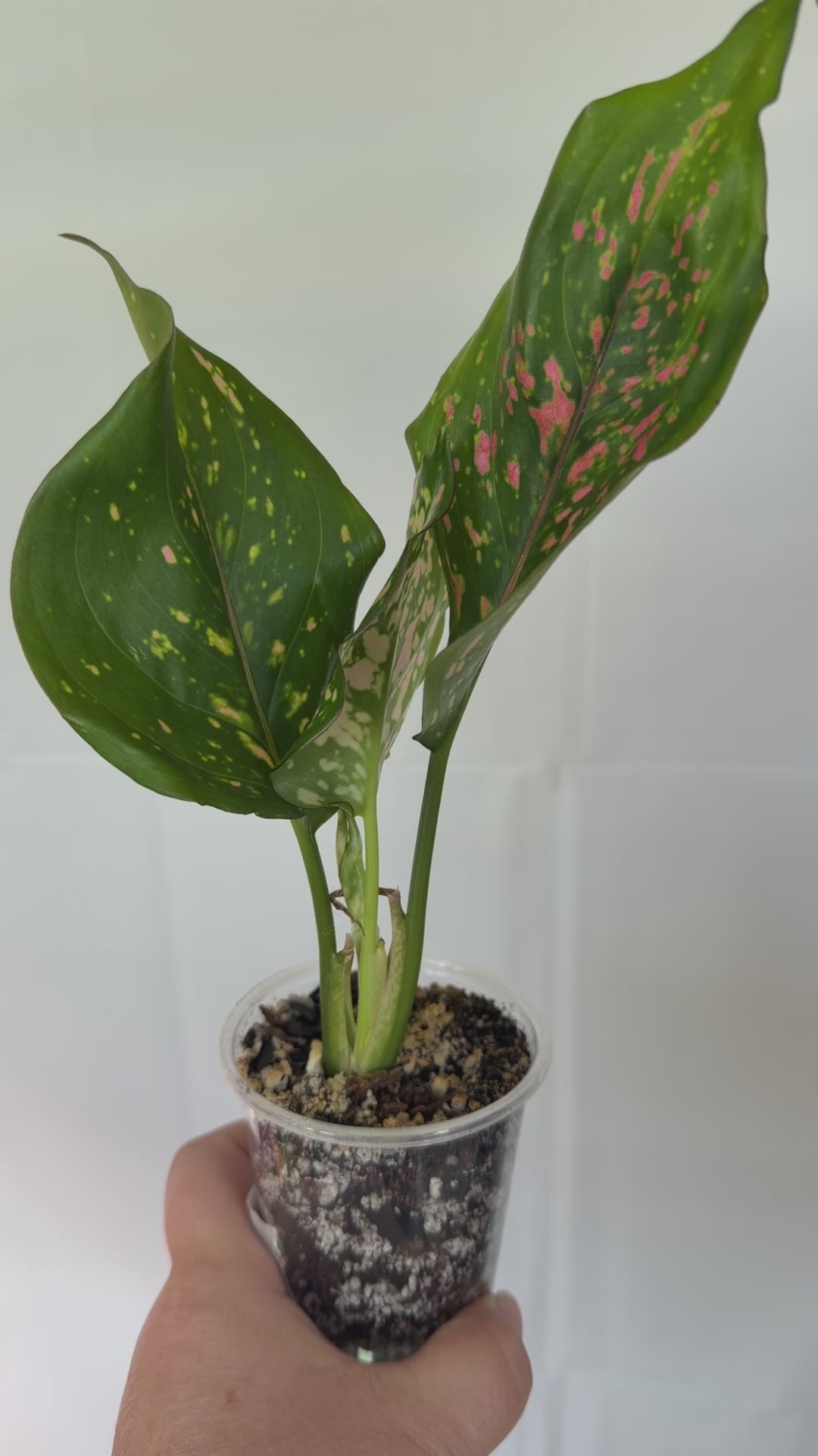 Lady Valentine Anthurium