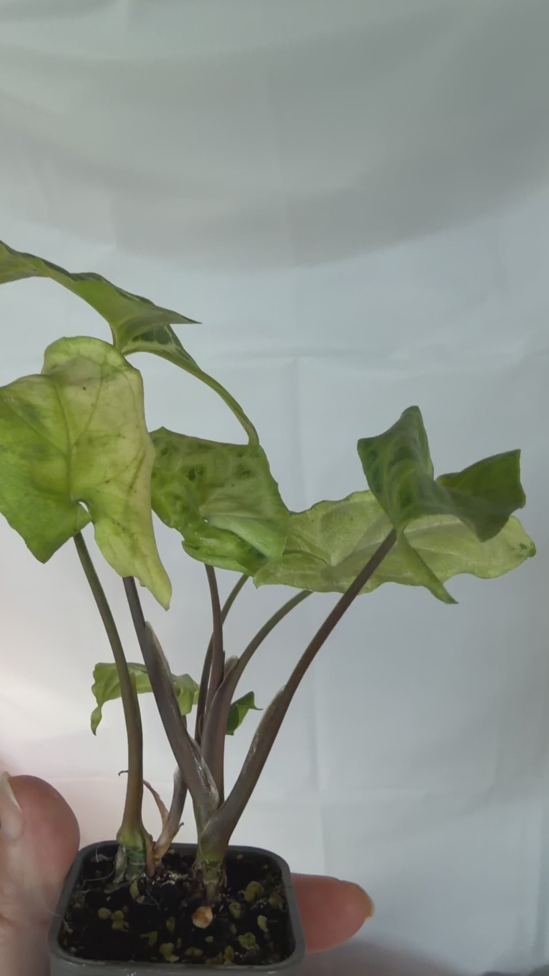 Syngonium Batik