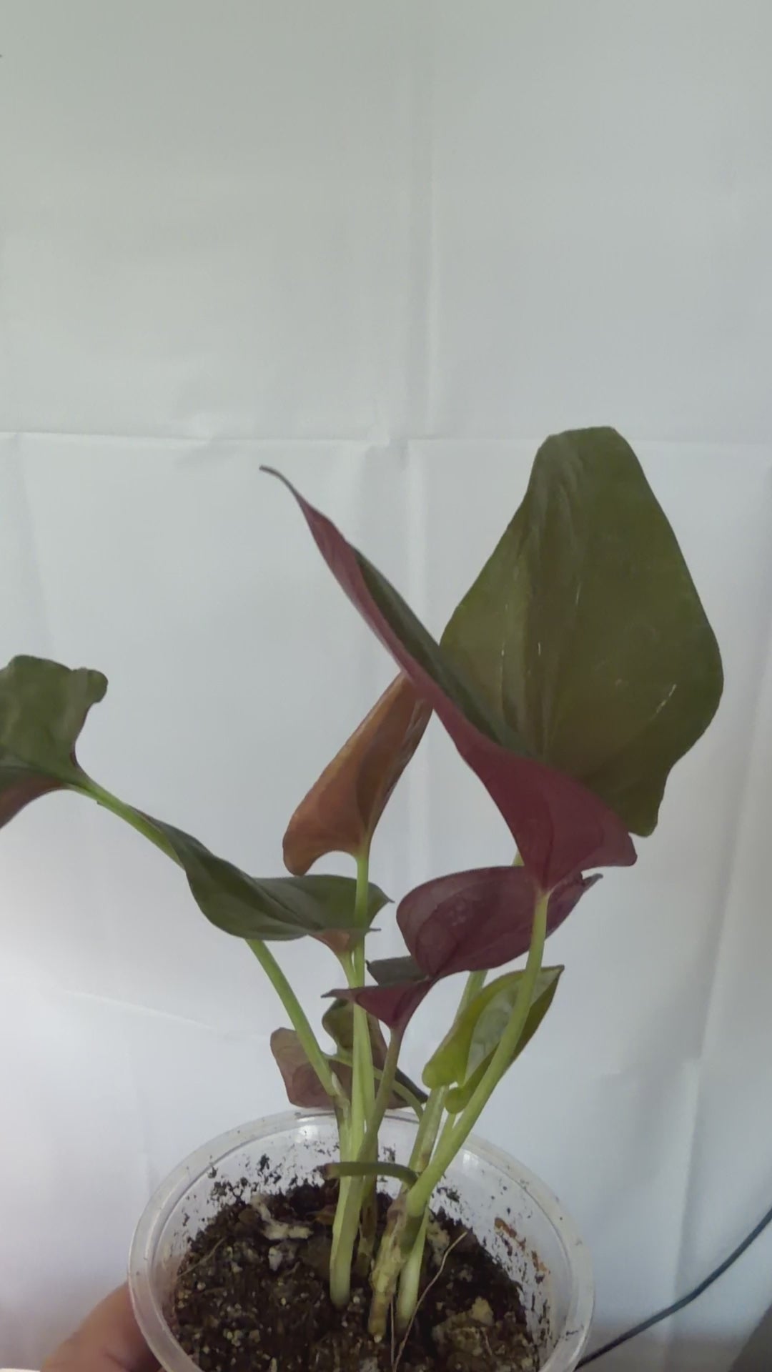 Syngonium Red Arrow