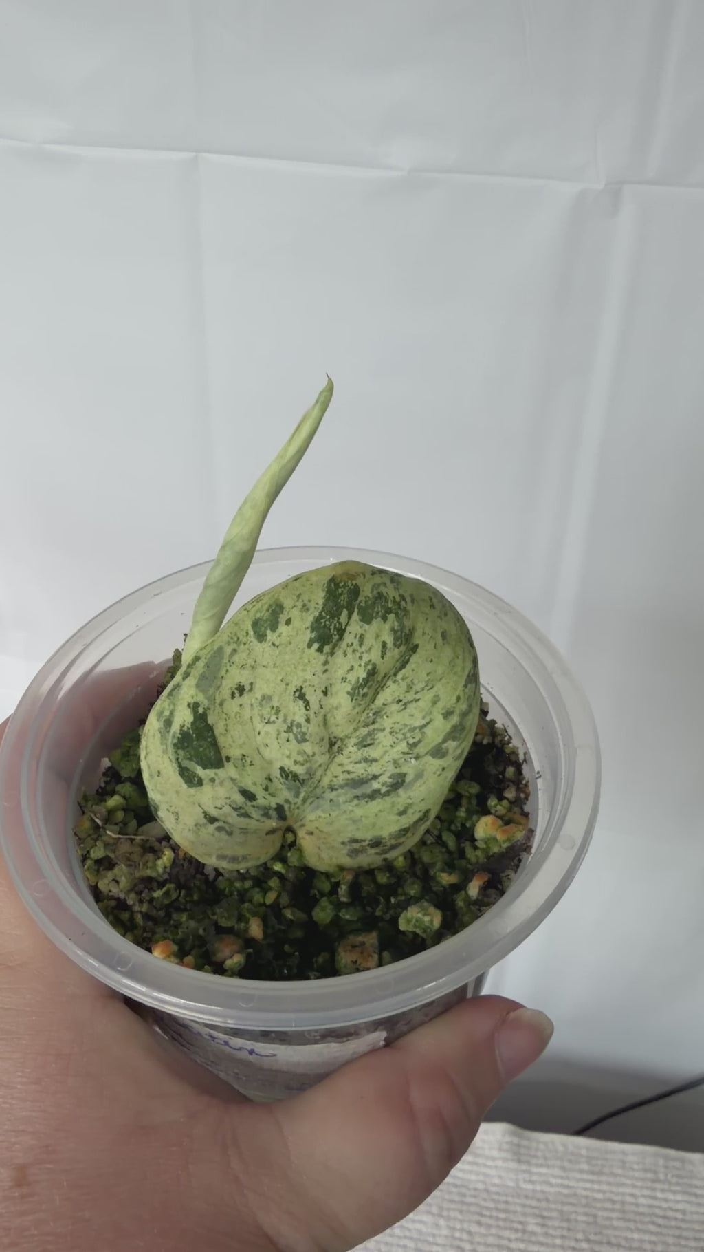 Scindapsus Silver Cloud – Jade Satin Marble