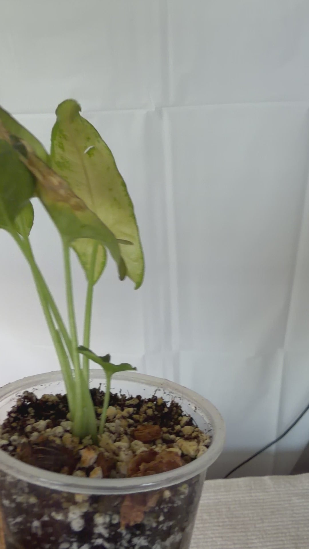 Syngonium Pink Allusion
